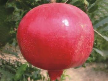 中農(nóng)紅軟粒石榴